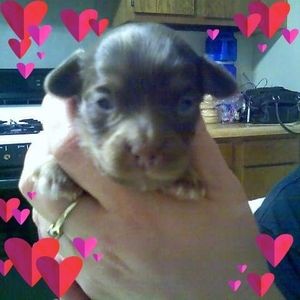 Meet your Posher, Pam